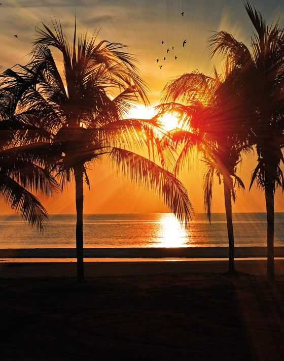 PULLIN - Boxer Master Sunset19 - LE CAPITAINE D'A BORD